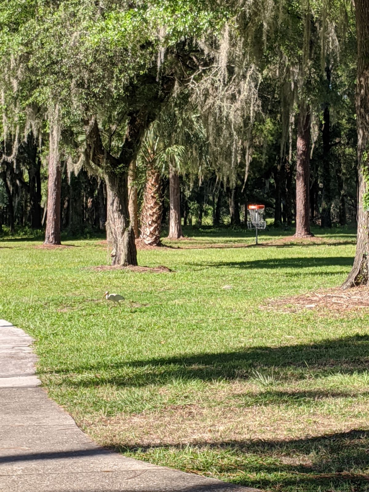 Rainbow Springs Club DGC Dunnellon FL UDisc Disc Golf Course Directory