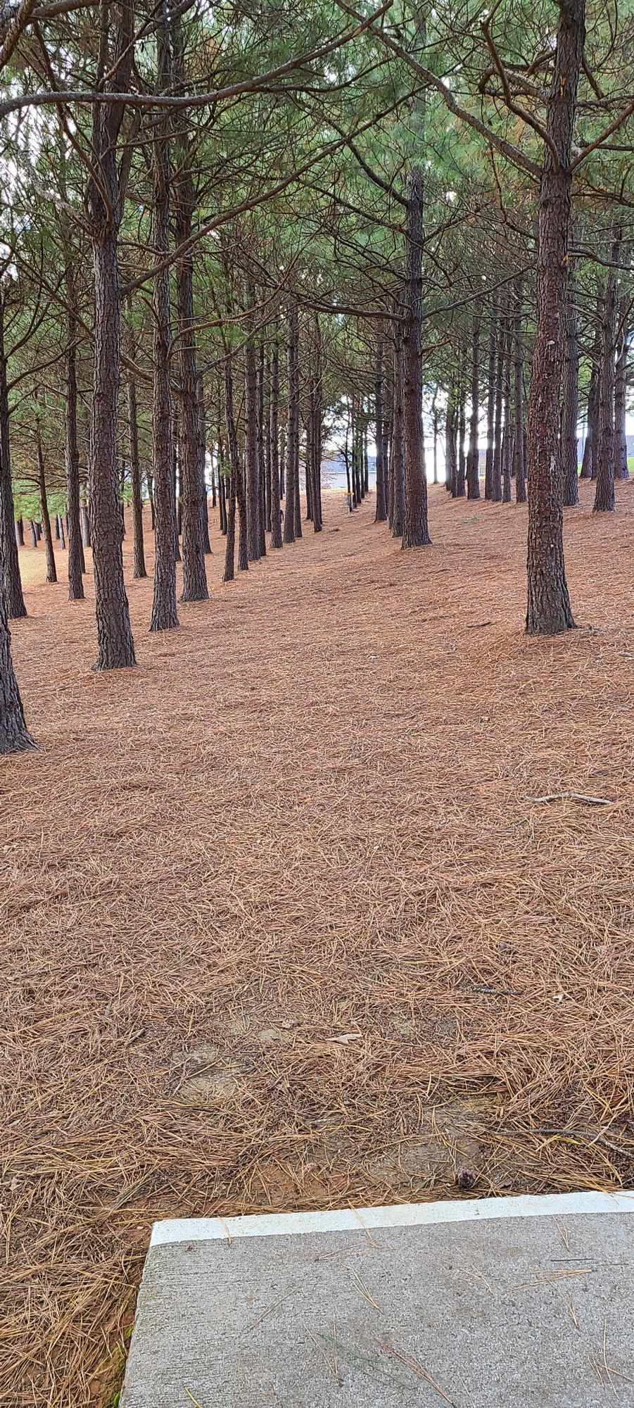 Springwood Player's Course Whitsett, NC UDisc Disc Golf Course