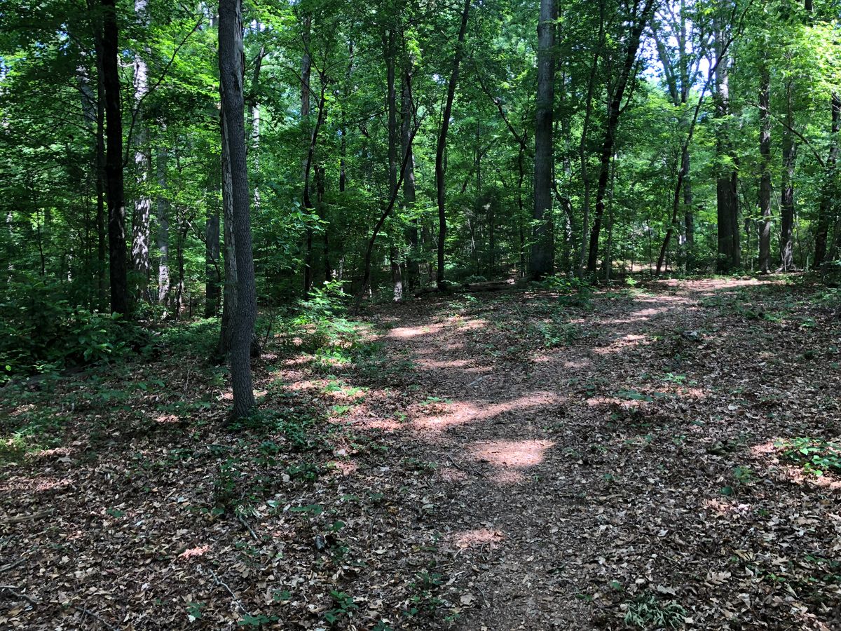 Wake Forest University Disc Golf Course WinstonSalem, NC UDisc