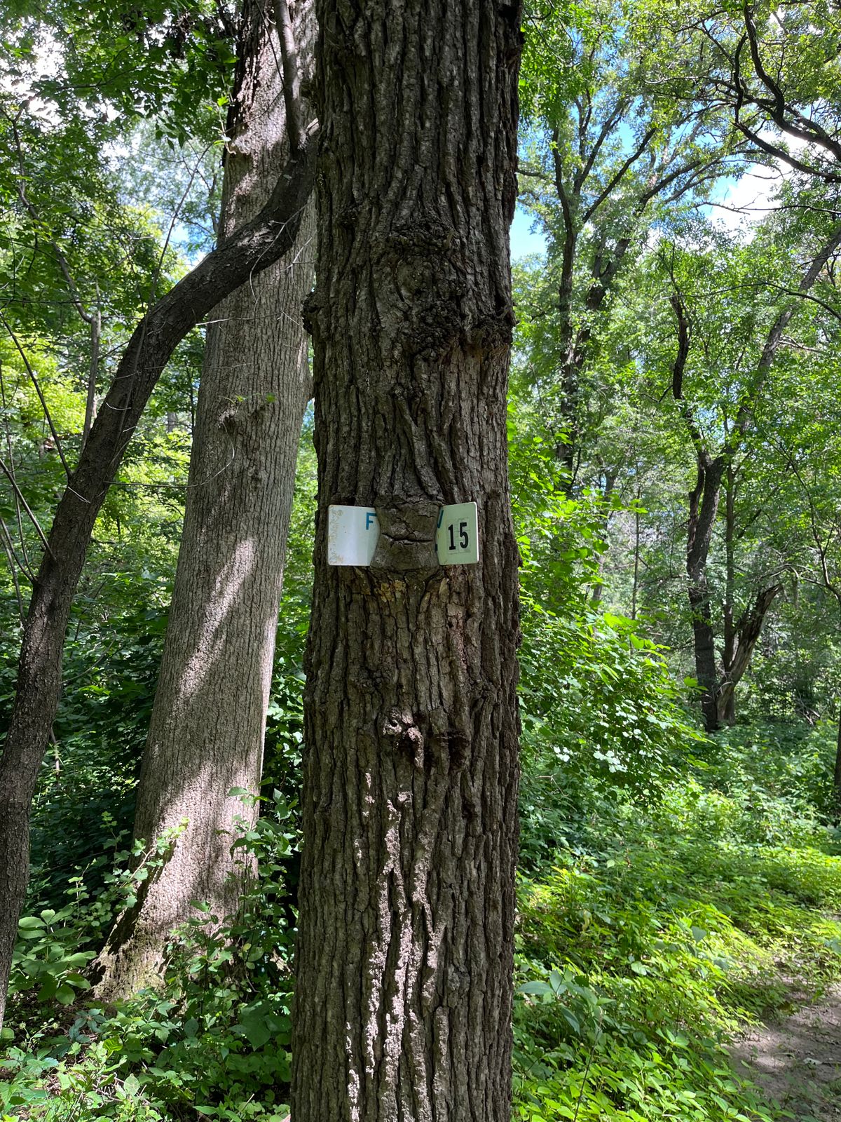 Oelwein City Park DGC Oelwein, Iowa UDisc Disc Golf Course Directory