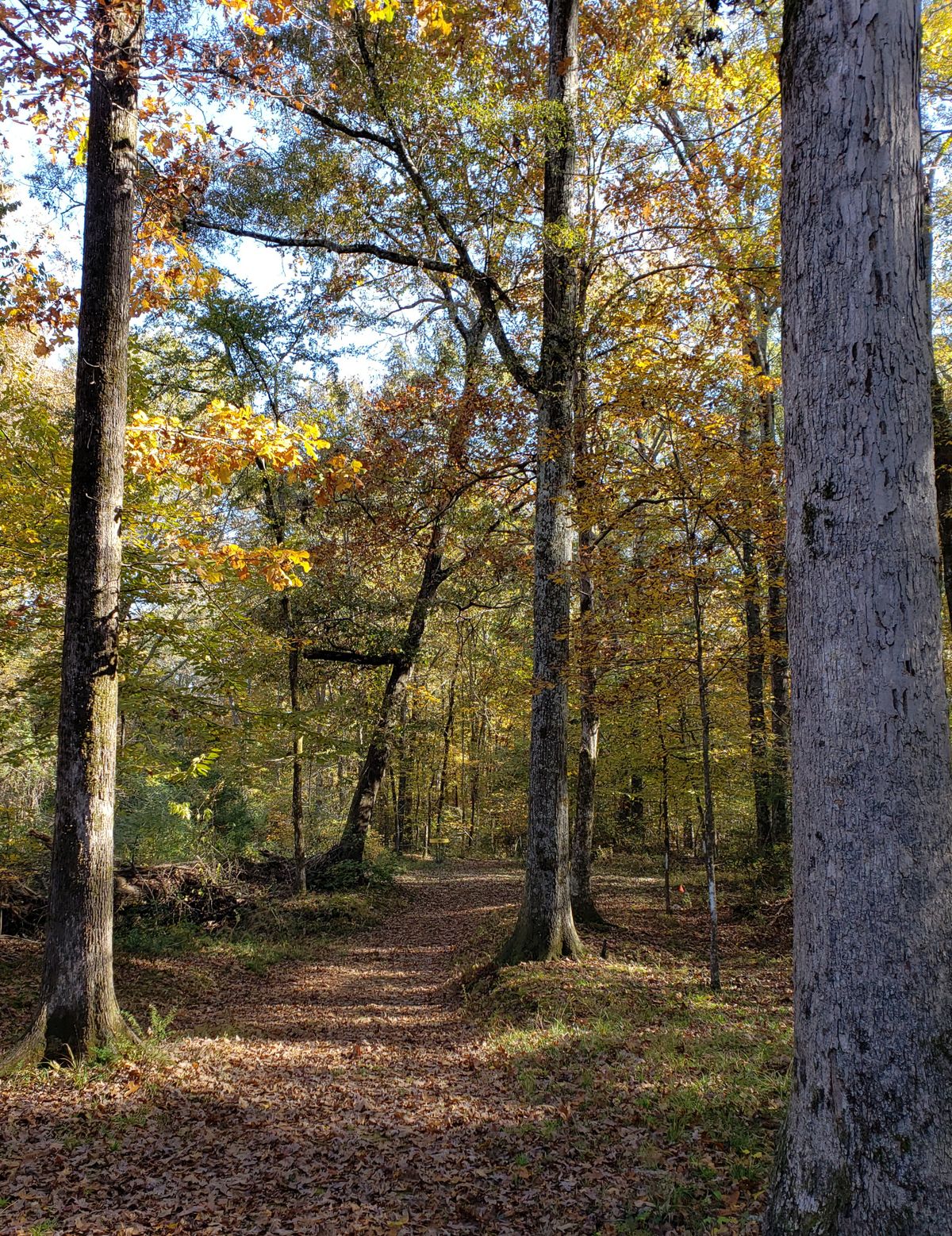 Panther Prowl Disc Golf Course Amory, Mississippi UDisc Disc Golf Course Directory