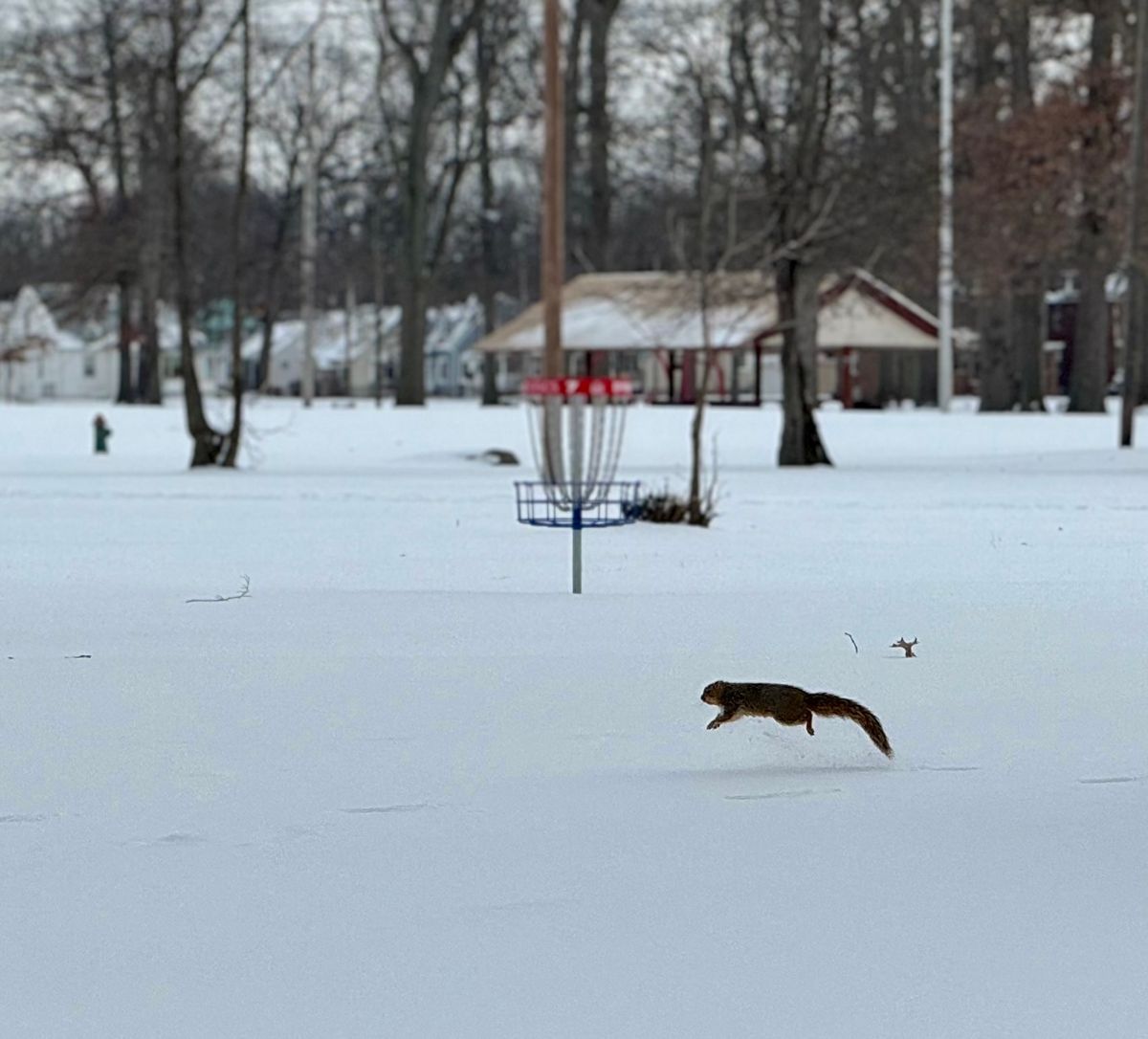 Squirrel's Nest DGC at Oakwood Park Lorain, OH UDisc Disc Golf