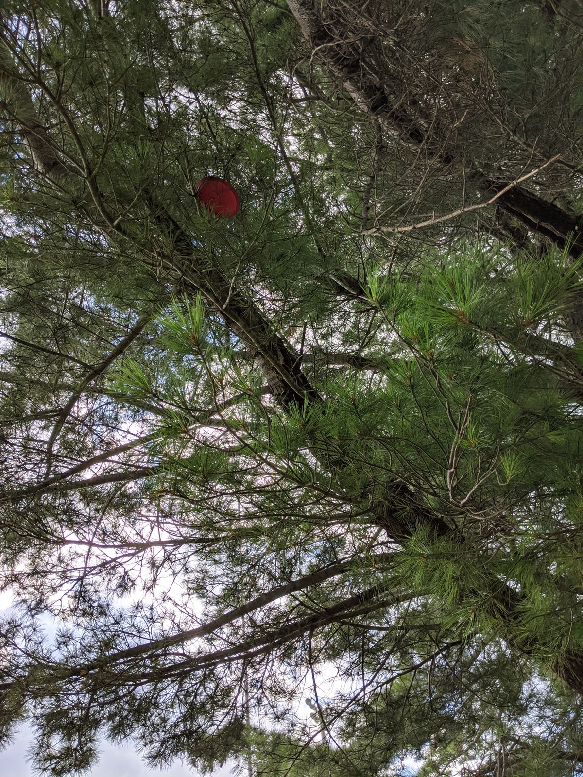 Columbia State Disc Golf Course Columbia, TN UDisc Disc Golf Course