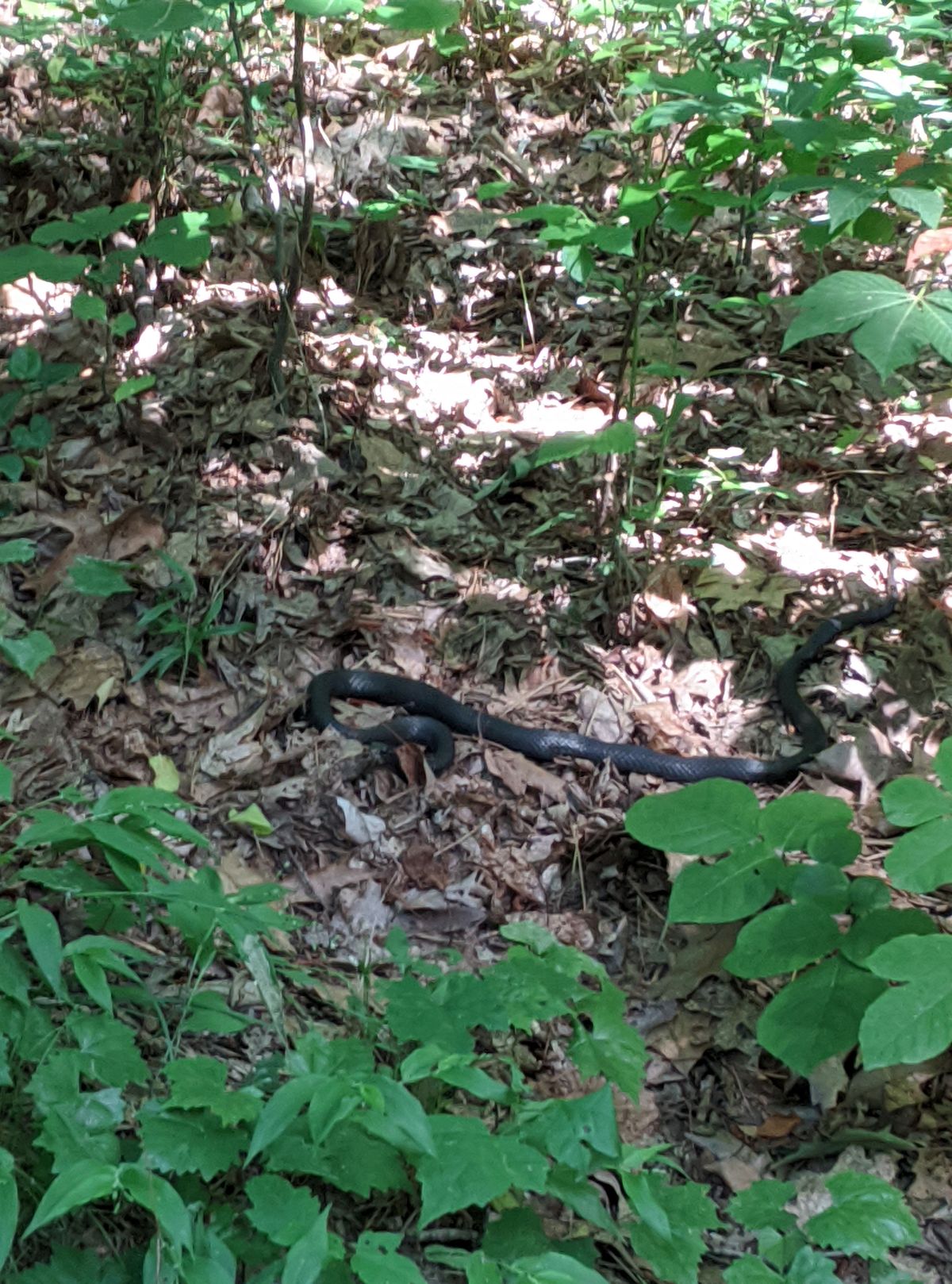 Hank Anderson Disc Golf Course Chapel Hill, NC UDisc Disc Golf