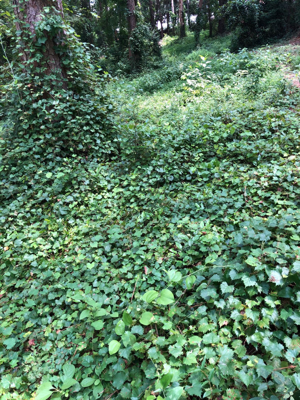 Fayetteville Disc Golf Your Guide to Disc Golf in Fayetteville, North