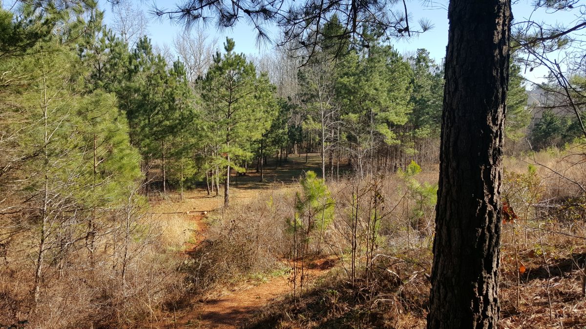 Central Park Cumming, GA UDisc Disc Golf Course Directory