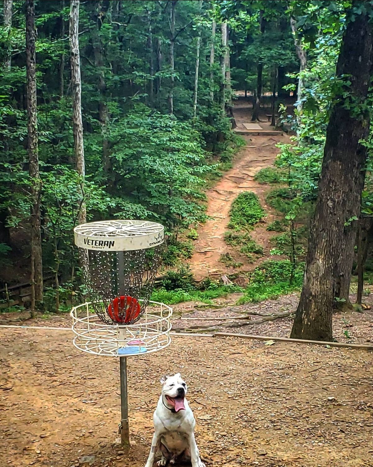 Reedy Creek DGC - Charlotte, North Carolina | UDisc Disc Golf