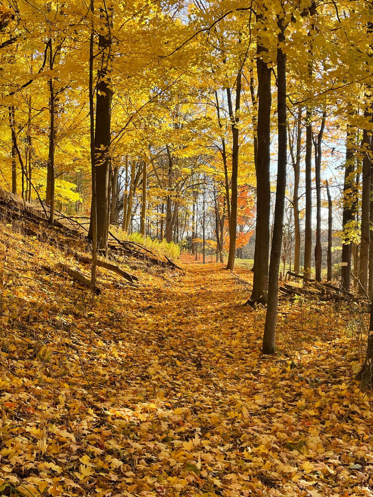 Hidden Valley Disc Golf Course Hamilton, ON, Canada UDisc Disc Golf Course Directory