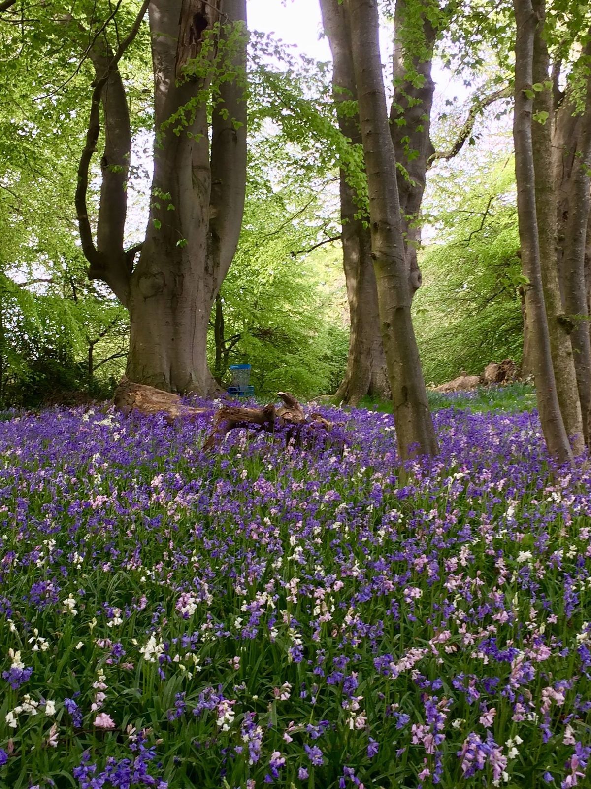 Scotland Disc Golf Your Guide to Disc Golf in Scotland, United