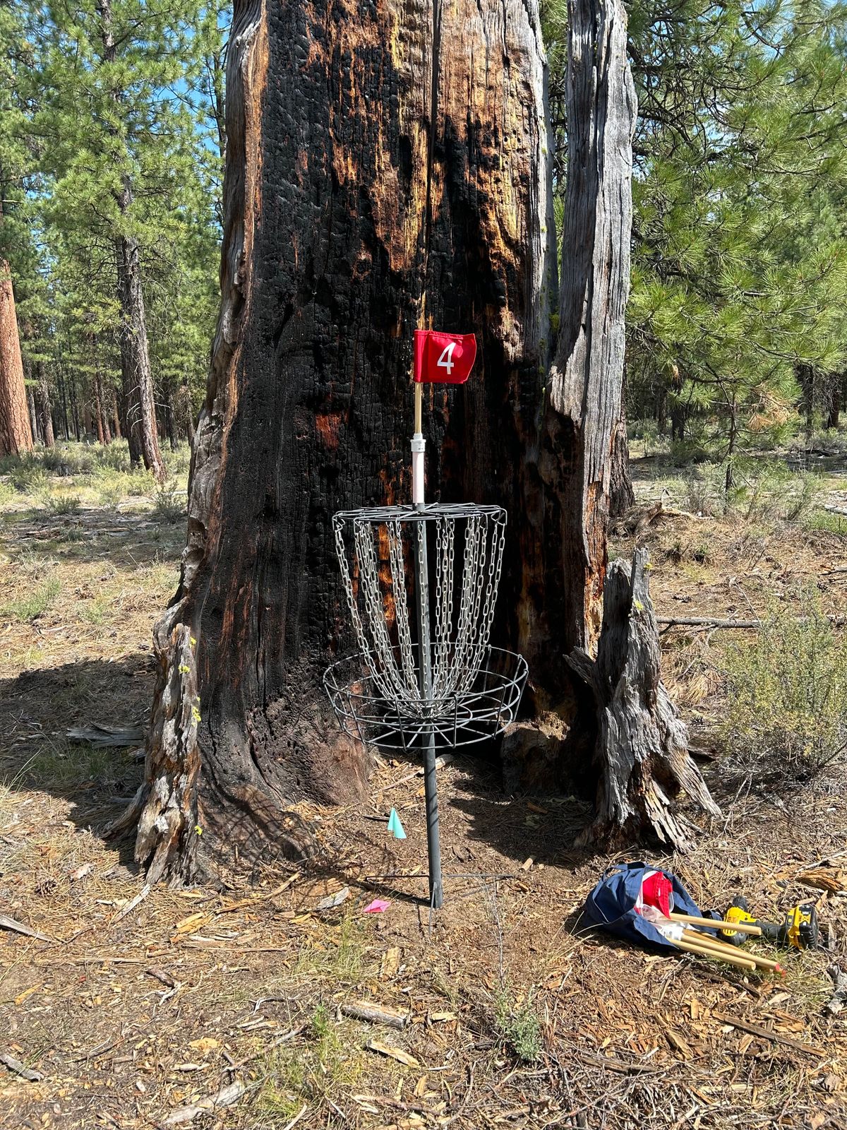 Big Tree - Bend, Oregon | UDisc Disc Golf Course Directory