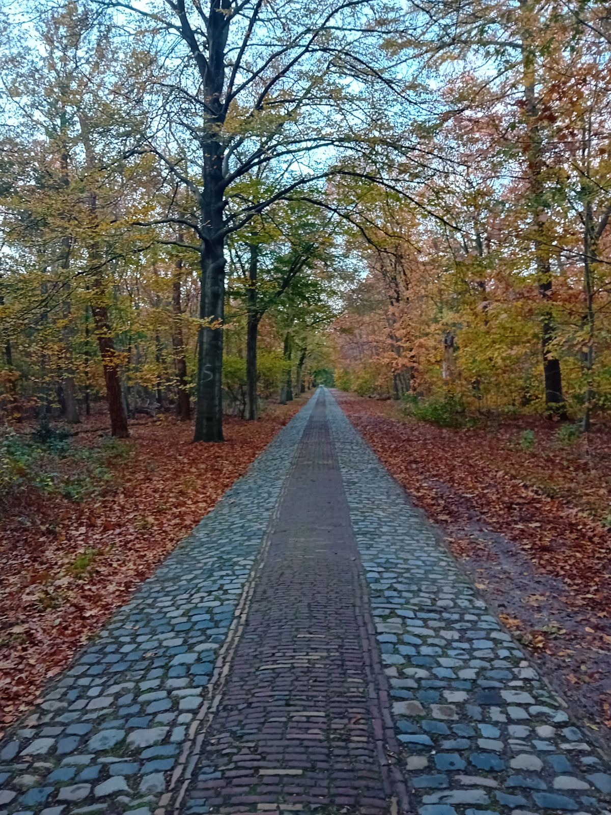 SintOedenrode Disc Golf Your Guide to Disc Golf in SintOedenrode