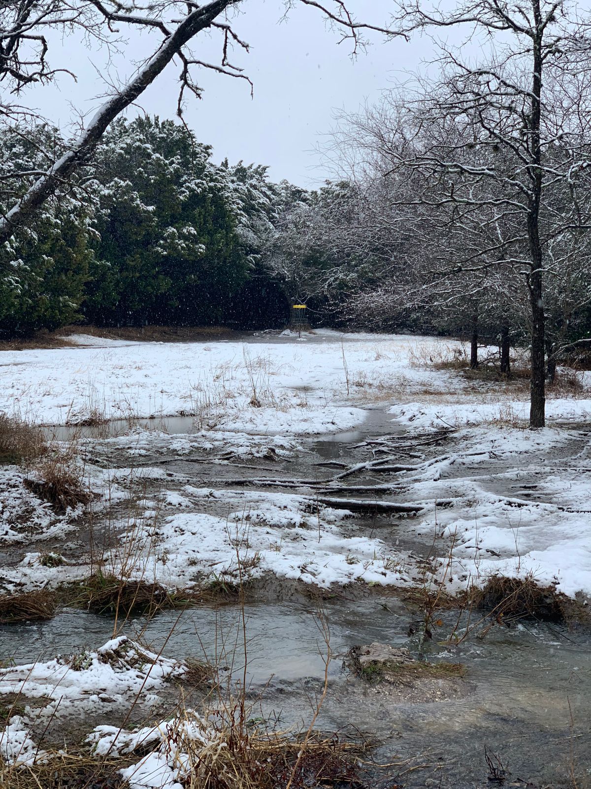 Austin Disc Golf Your Guide to Disc Golf in Austin, Texas