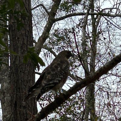 Palmetto Chains DGC Pro Shop