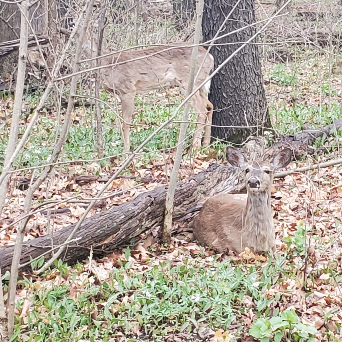 Pine Woods Park DGC North Tonawanda, NY UDisc Disc Golf Course