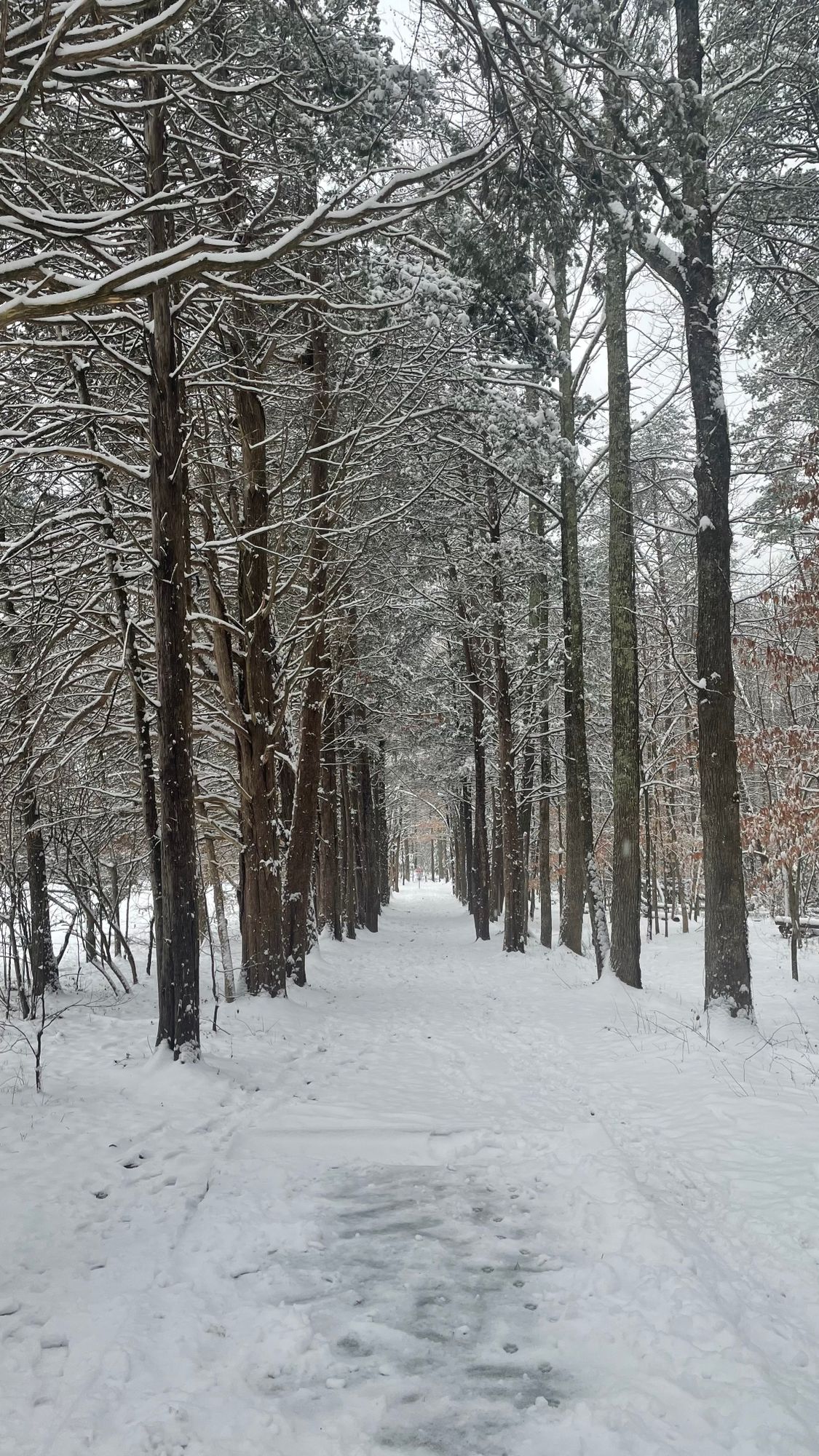 Loriella Park Fredericksburg, VA UDisc Disc Golf Course Directory