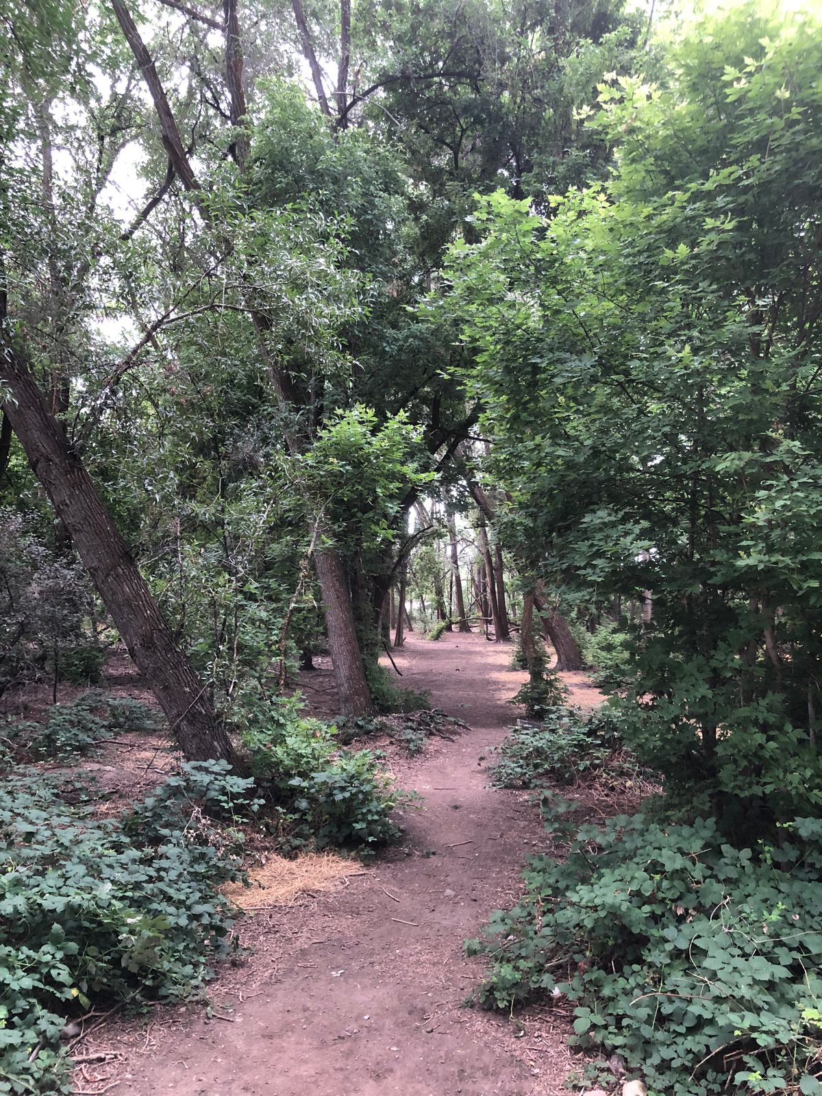 Art Dye Disc Golf Park American Fork, UT UDisc Disc Golf Course