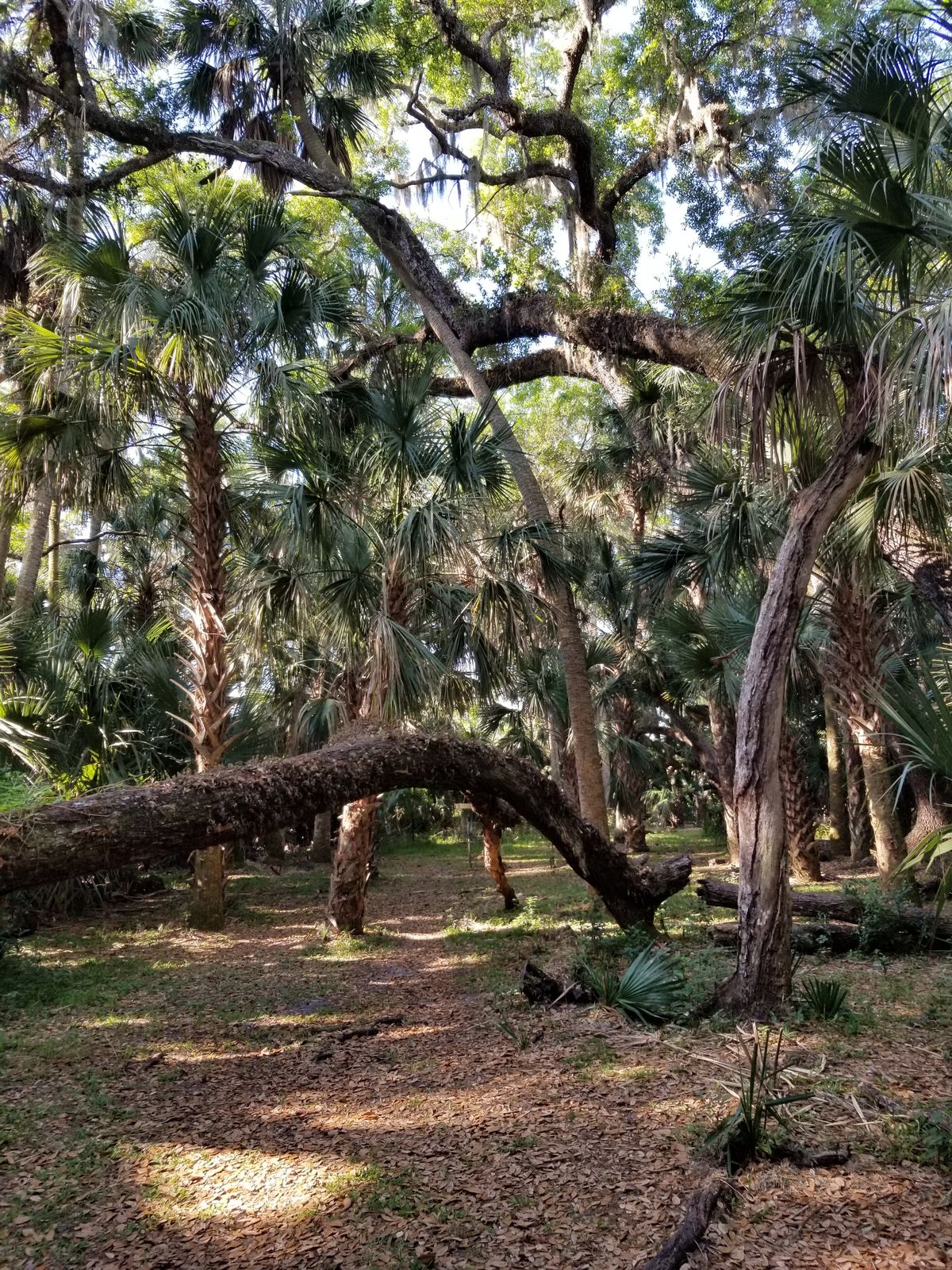 River City Nature Park Barwick DeBary, FL UDisc Disc Golf Course