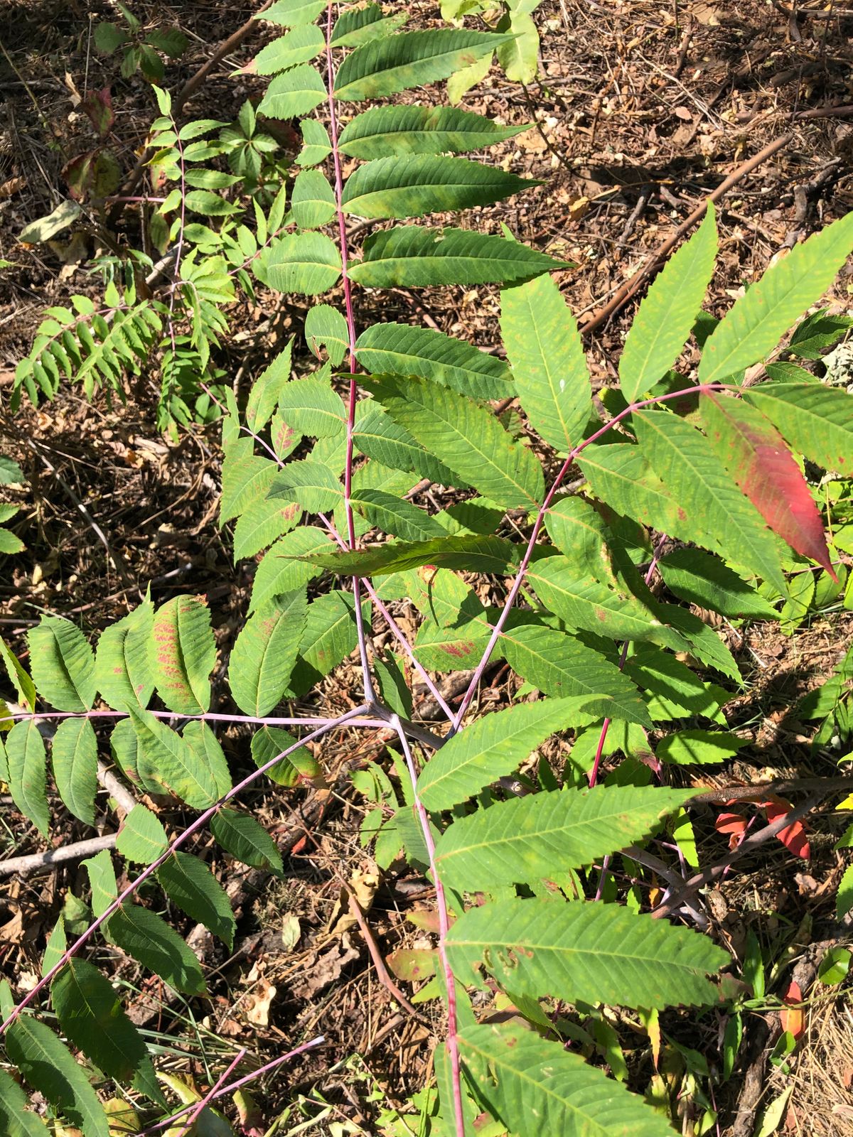 Sandy Dunes Disc Golf Eddyville IA UDisc Disc Golf Course Directory