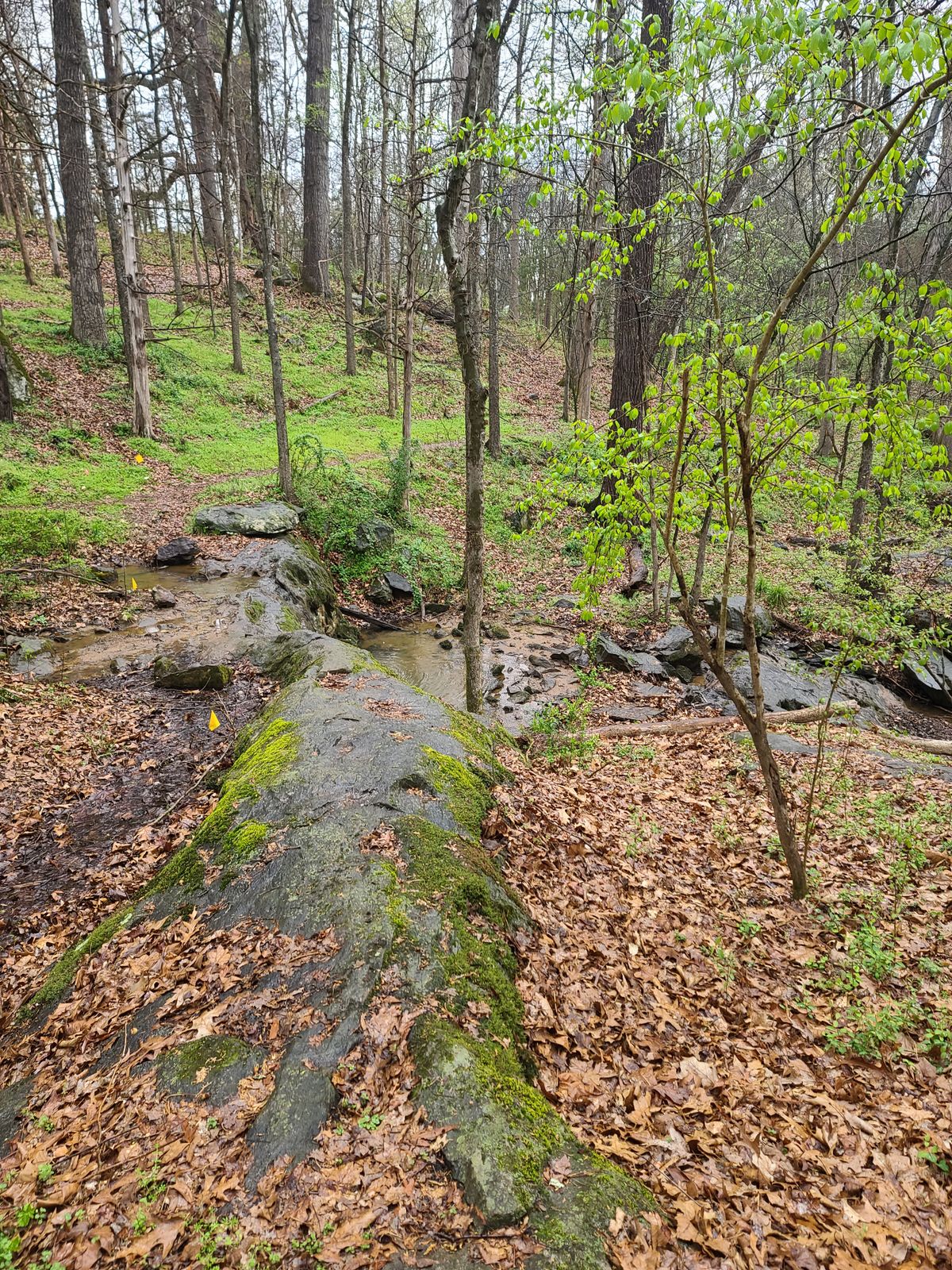 The Regulator at Rock Creek Burlington, NC UDisc Disc Golf Course