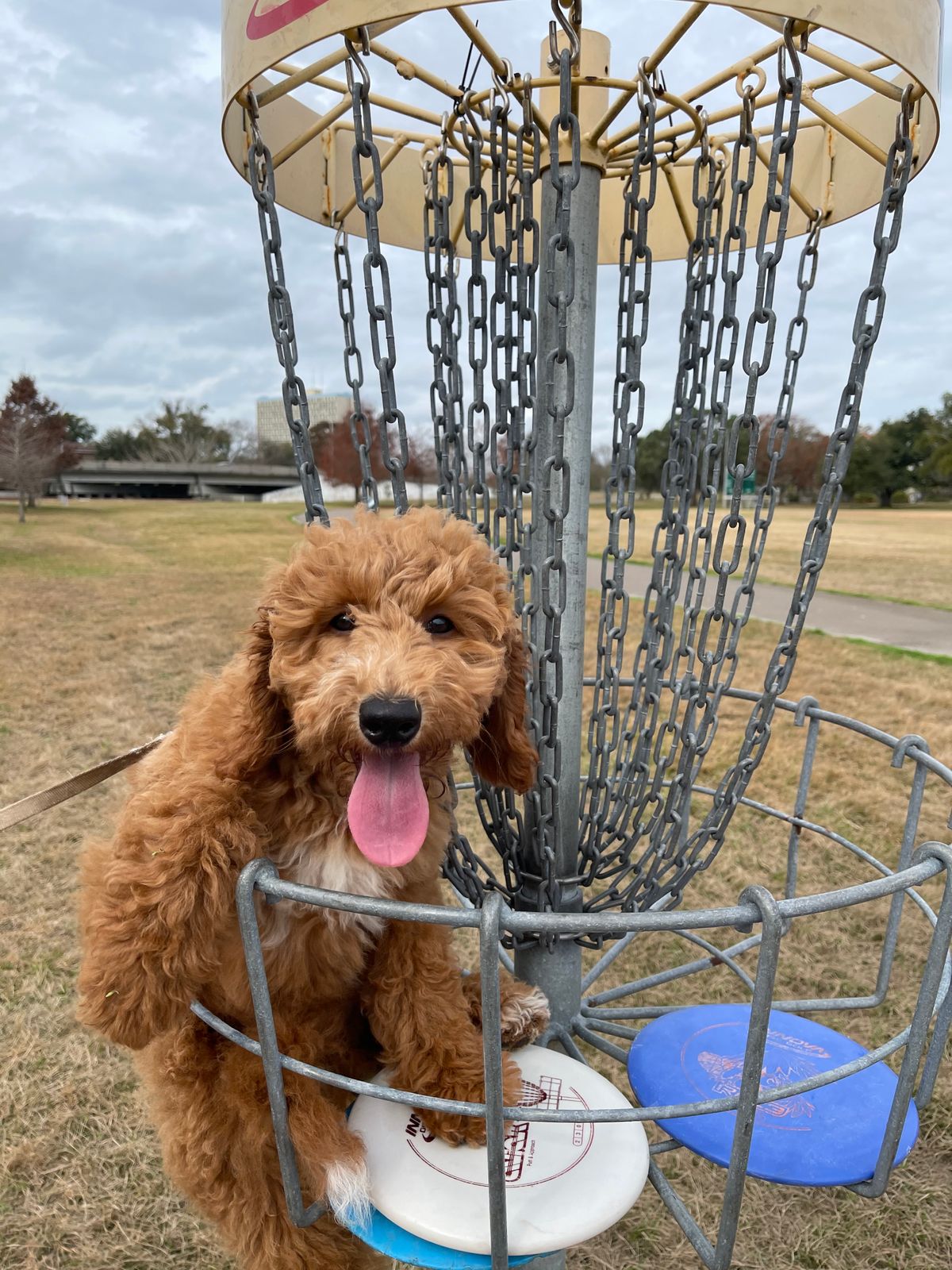 Jacksonville Disc Golf Your Guide to Disc Golf in Jacksonville, Florida