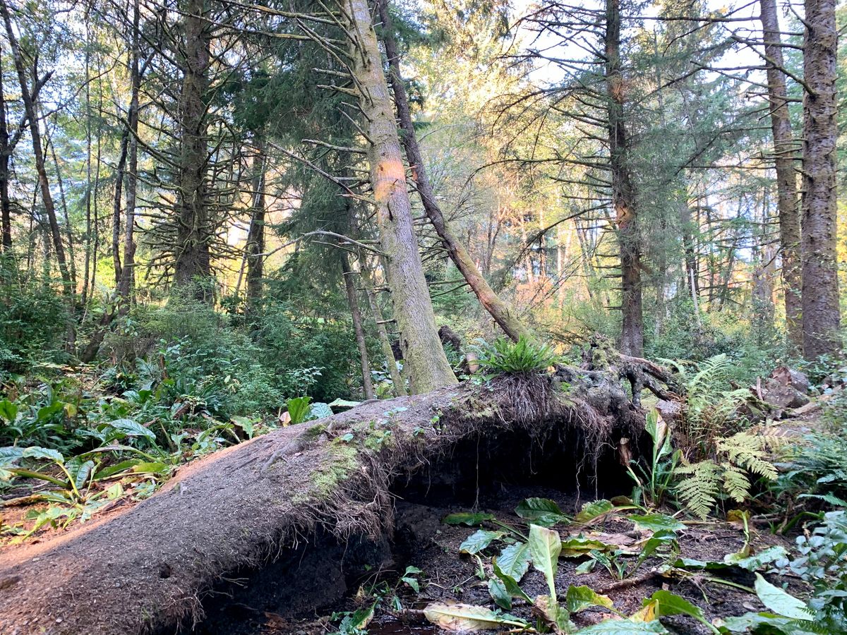 Bicentennial Park Reedsport, OR UDisc Disc Golf Course Directory