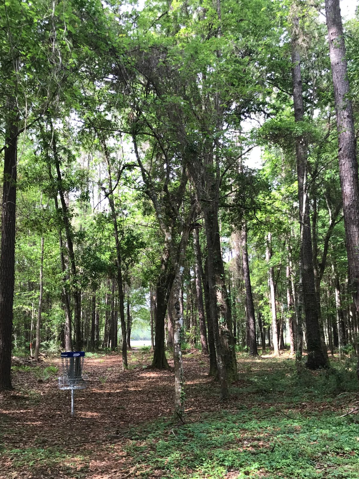 North Glynn DGC Dock Junction, GA UDisc Disc Golf Course Directory UDisc